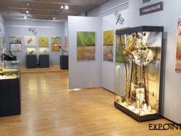 Přírodní expozice s různými druhy vitrín a výstavních panelů